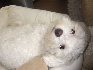 いなばぅわーメル♪