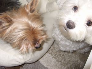 うざきゃらメル☆