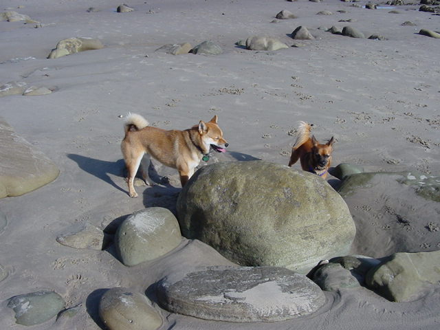 dogs on the beach 2