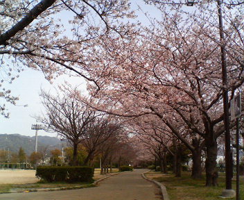 朝の桜.jpg