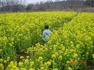 mother 菜の花