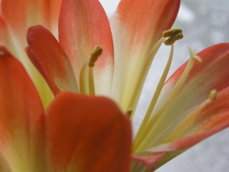 ぐぐ～っと・・・接写