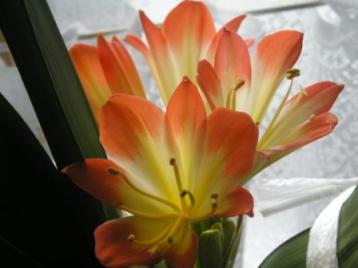 今年も咲いた！