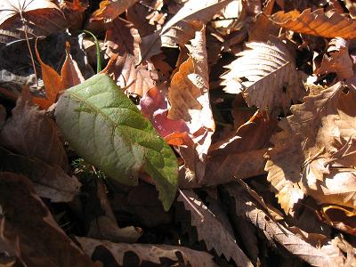 富士の落ち葉