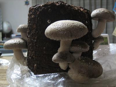 しいたけ２