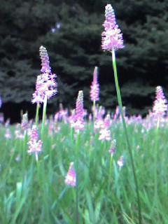 マザーツリー完了儀式の花