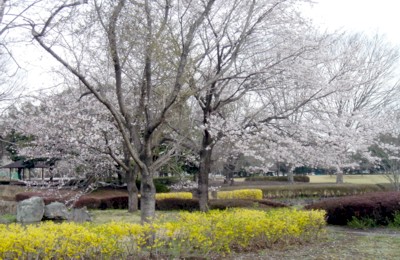 レンギョウと桜