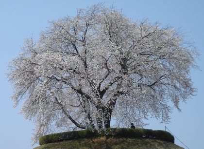 今年は早い見頃の山桜