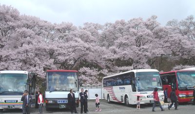 コﾋｶﾞﾝ桜の下の観光バス