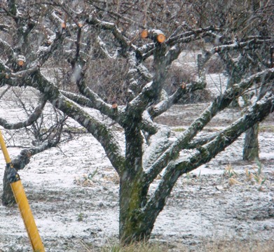 雪降る朝