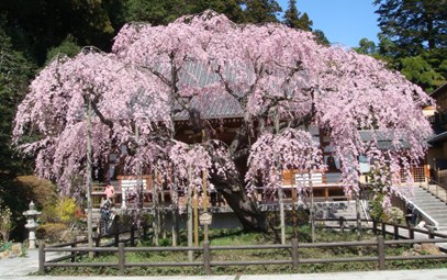 しだれ桜