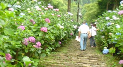 勾配きつい紫陽花坂