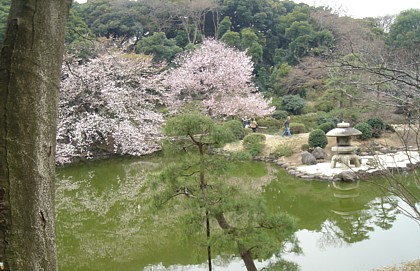 御苑の日本庭園