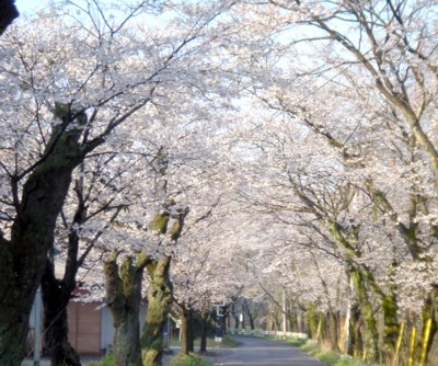 桜のトンネル