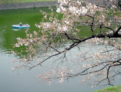 千鳥が淵の桜