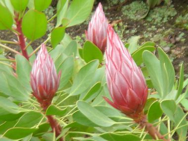 シーで見た花の蕾