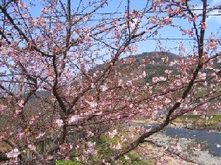 河津桜２