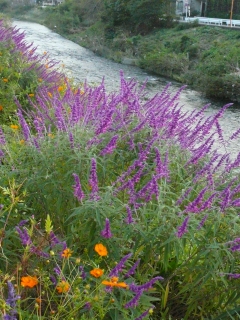 紫の花の名前がわからない