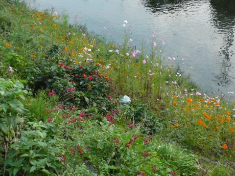 いろんな種類の花が咲いています