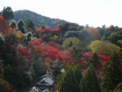 これが見たかった清水寺