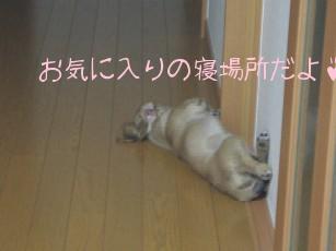 怪しいマロン04