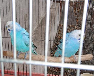 ことりはうすインコ2