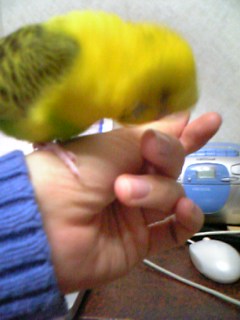 でもやっぱり、あやしげな動き