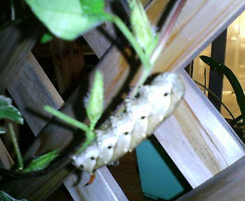 06.09.07イモムシ