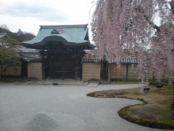 高台寺桜