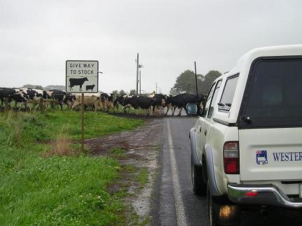 Parade of cattle