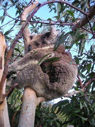 Baby Koala