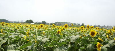 2008年7月26日0014.JPG
