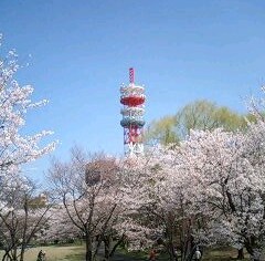 2008年4月4日0011.JPG