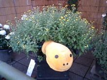 2008年10月30日0004.JPG