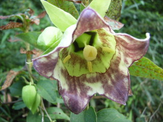 2008年9月23日0028.JPG