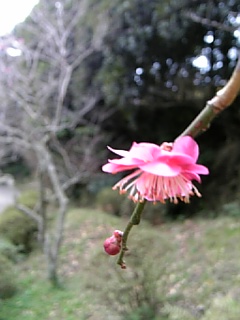 梅の花２