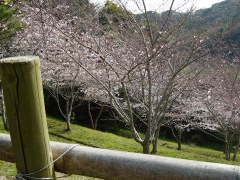 運動公園の桜３