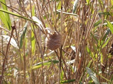 ０６０３０５カマキリ