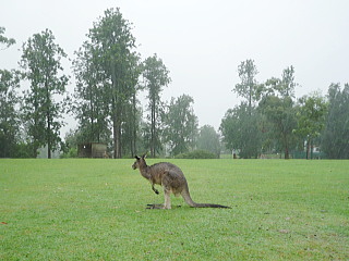 カンガルー１