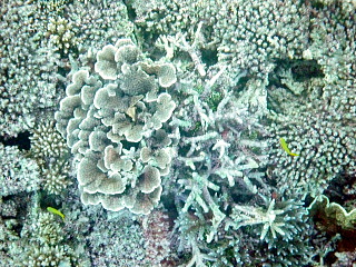 川平湾の珊瑚