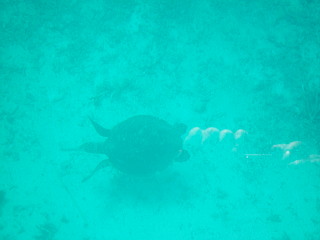 川平湾のウミガメ