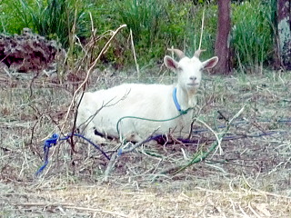 波照間島のヤギ