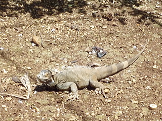 サイパン動物園　大トカゲ