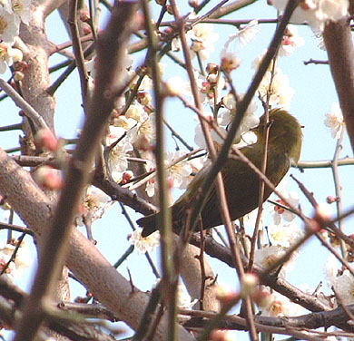 めじろが梅の蜜を吸う