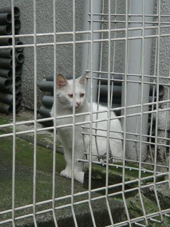 のら