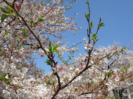 桜