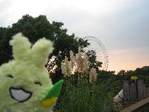 笑うキッコロとすすき
