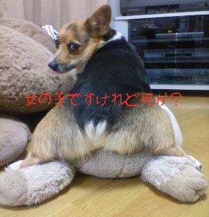 女の子ですけれど何か？