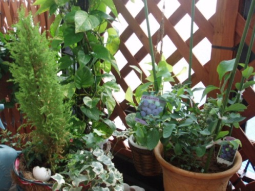 veranda garden