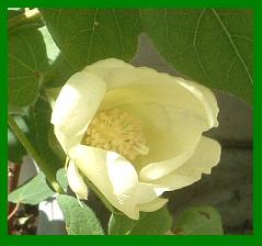 cottonflower